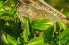 Florida-Wakodahatchee Wetlands Green iguana close-up Art Print